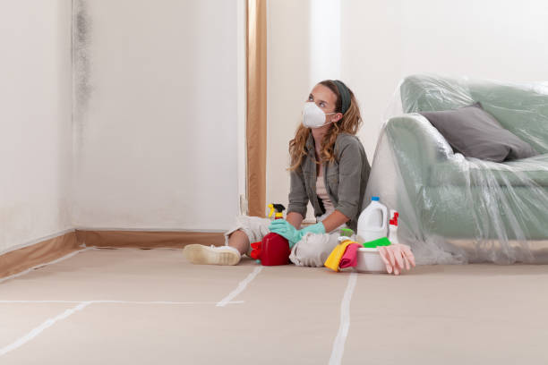 Reliable Basement Mold Removal contractor in Bellevue, WA by Cheap Mold Removal