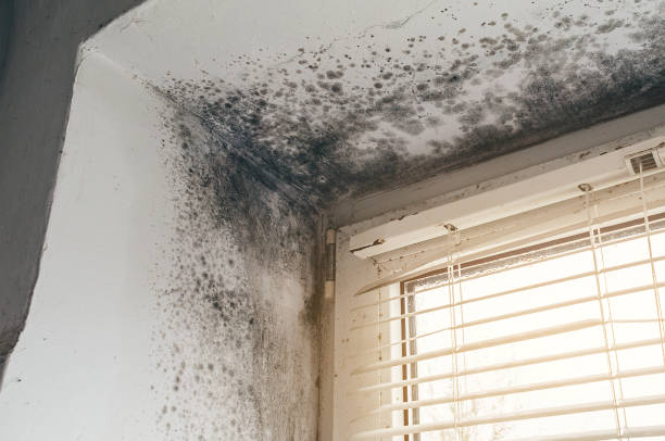 Affordable Basement Mold Removal solutions in Bellevue, WA