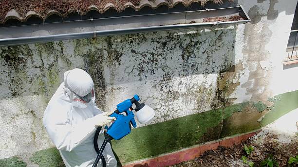 Top rated local Basement Mold Removal specialists in Bellevue, WA
